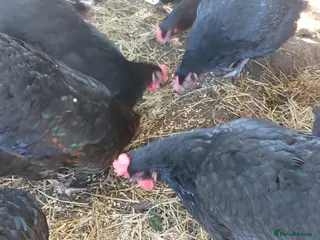 Hens poultry Pol Pure Breed Copper Marans - Advert 6