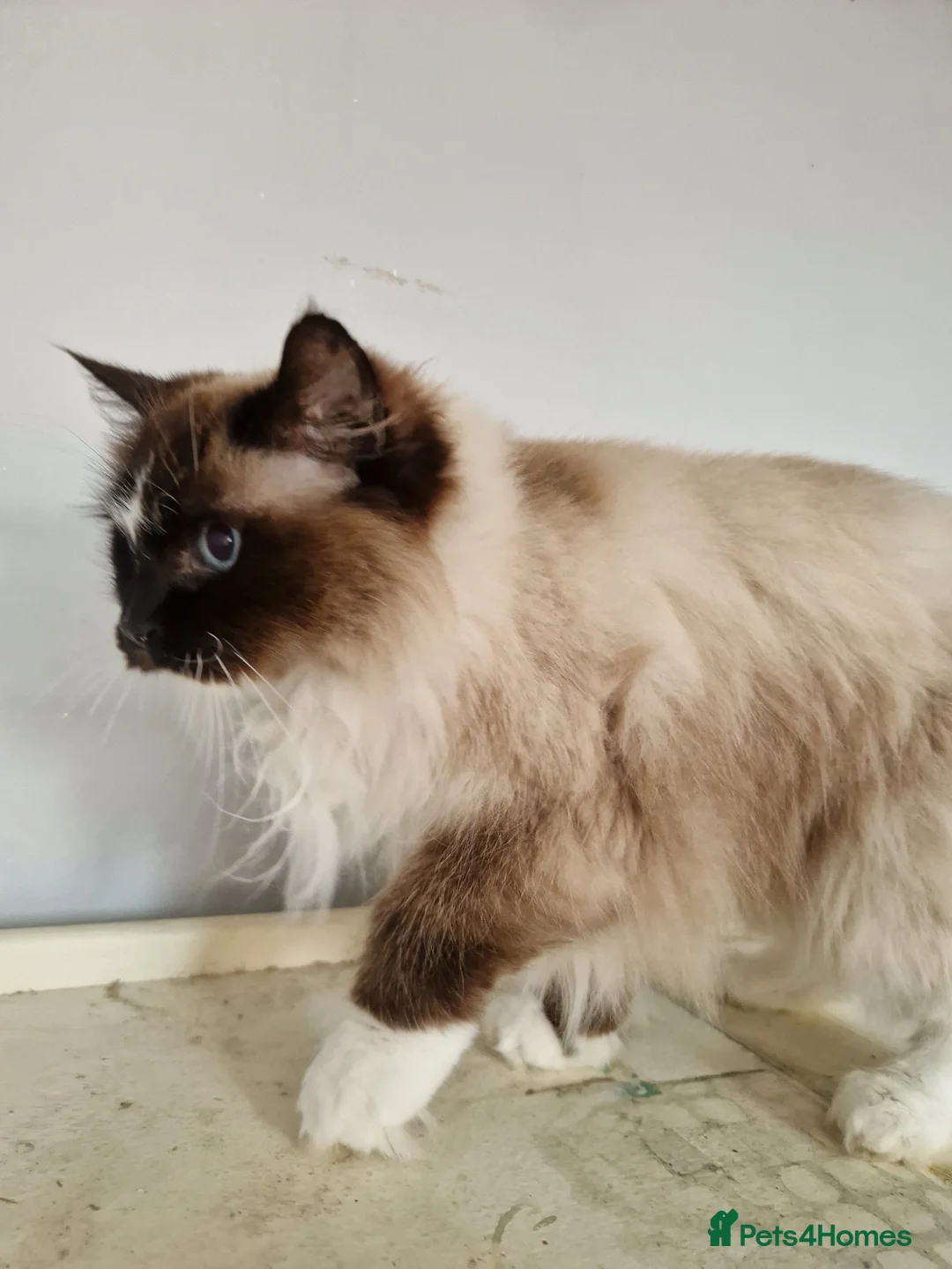 Ragdoll cats for sale: Beautiful Ragdoll Girl Available  - Advert 1