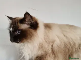 Ragdoll cats Beautiful Ragdoll Girl Available - Advert 1