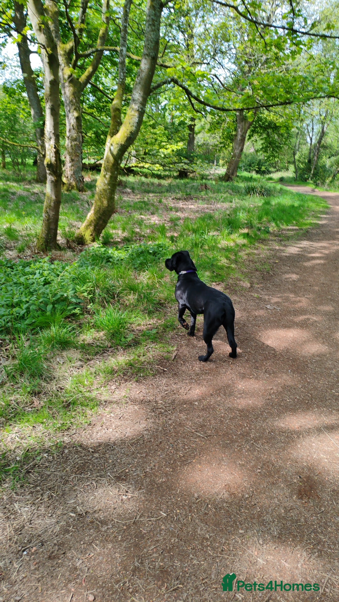 Cane Corso dogs for sale: Cane Corso  - Advert 2