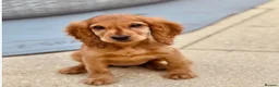 Cocker Spaniel dogs for sale: Golden Cocker Spaniel - Last male in litter  in London - Advert 4