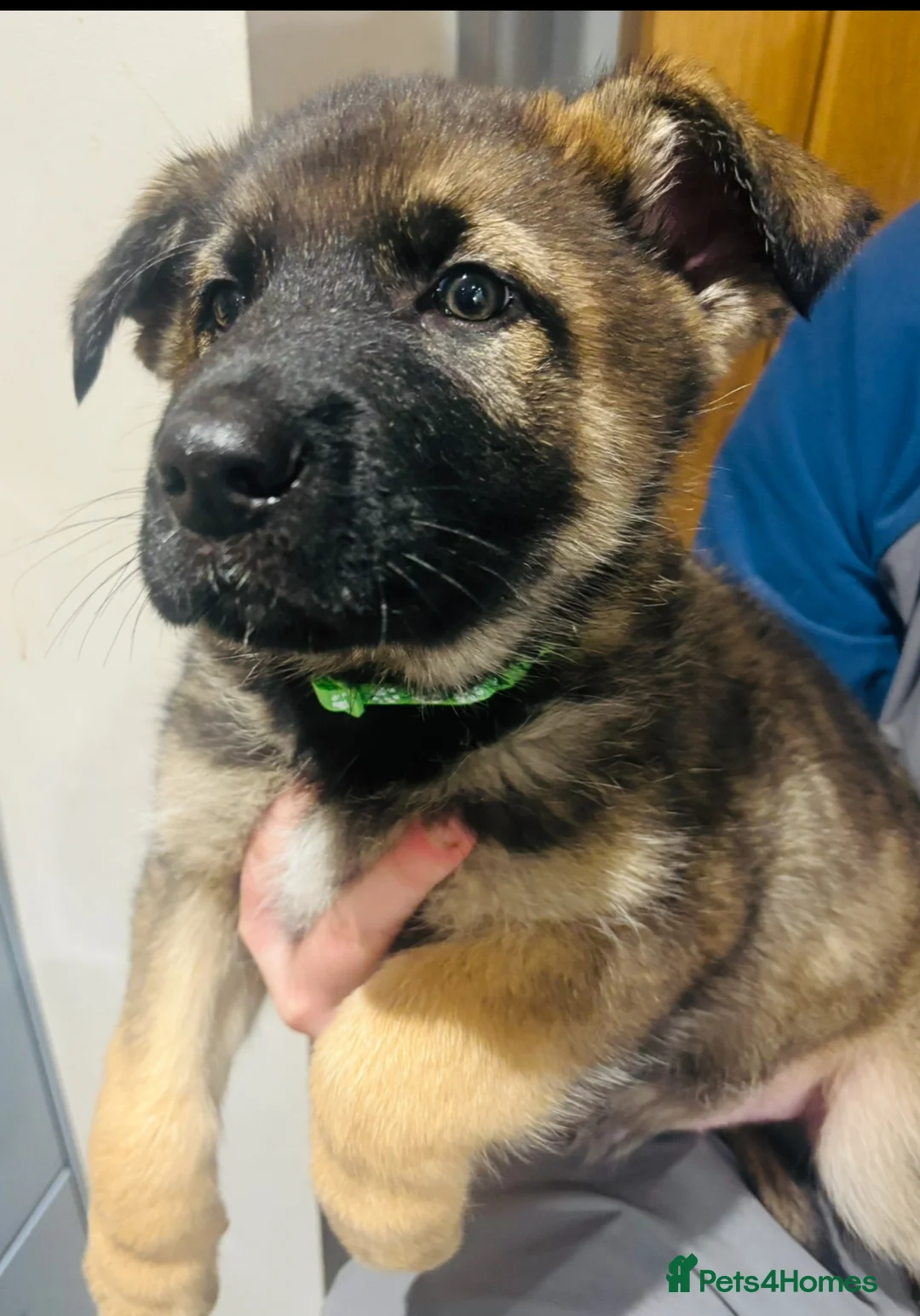 German Shepherd dogs for sale: Beautiful German Shepard puppies - Advert 27