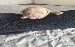 American Bully dogs for sale: Pocket bully’s  - Image 3