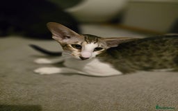 Oriental cats for sale: 2 beautiful pedigree kittens  - Image 1