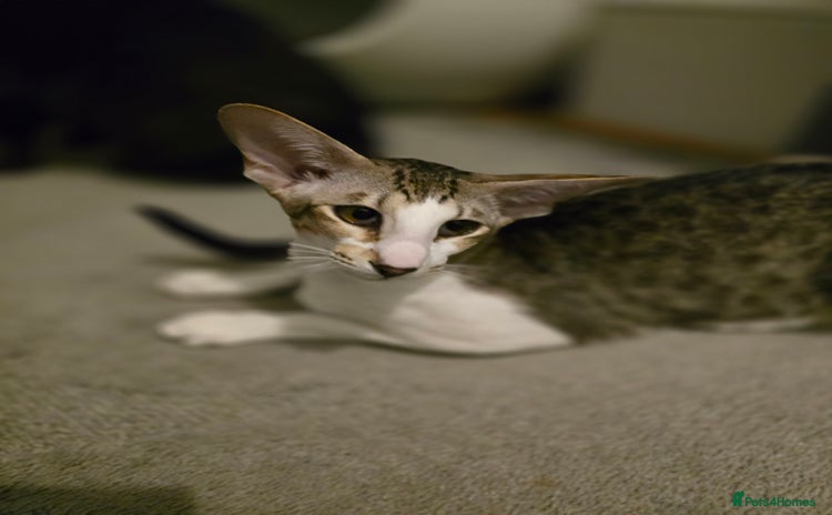 Oriental cats - Advert 1