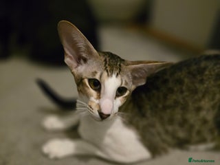 Oriental cats - Advert 2