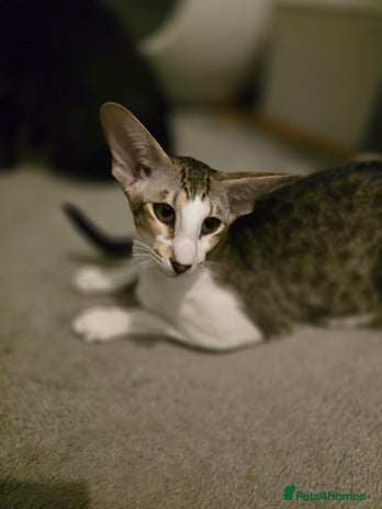 Oriental cats - Advert 1