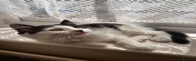 Domestic Shorthair 1