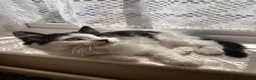 Domestic Shorthair cats for sale: Female Kitten in Telford - Advert 4