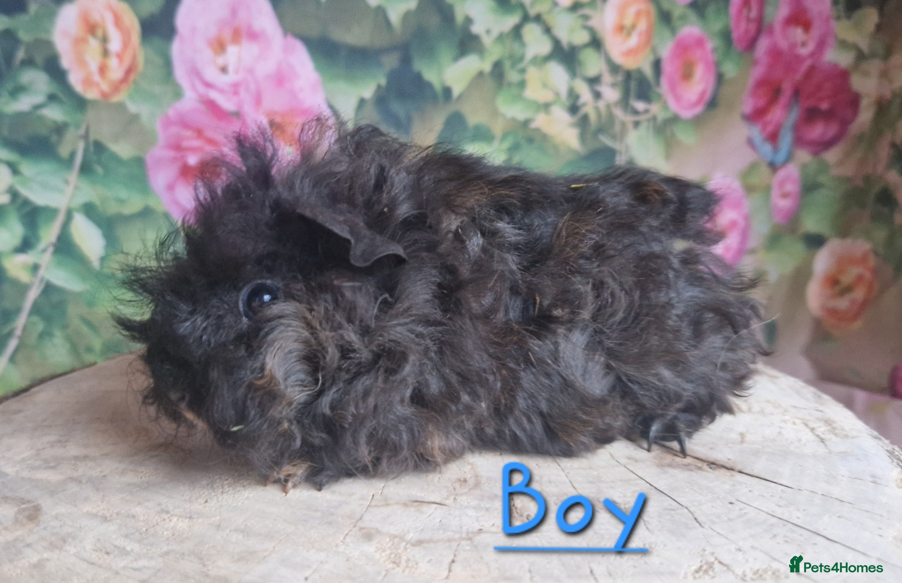 Guinea Pig rodents Mixed Guinea pigs available - Advert 8
