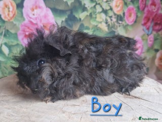 Guinea Pig rodents Mixed Guinea pigs available - Advert 8