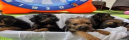 Mixed Breed dogs for sale: Borderpoo vet checked, 1st cross puppies - Advert 4