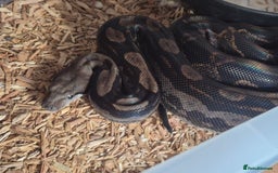 Boa Snake reptiles for sale: Boa for sale - Image 6