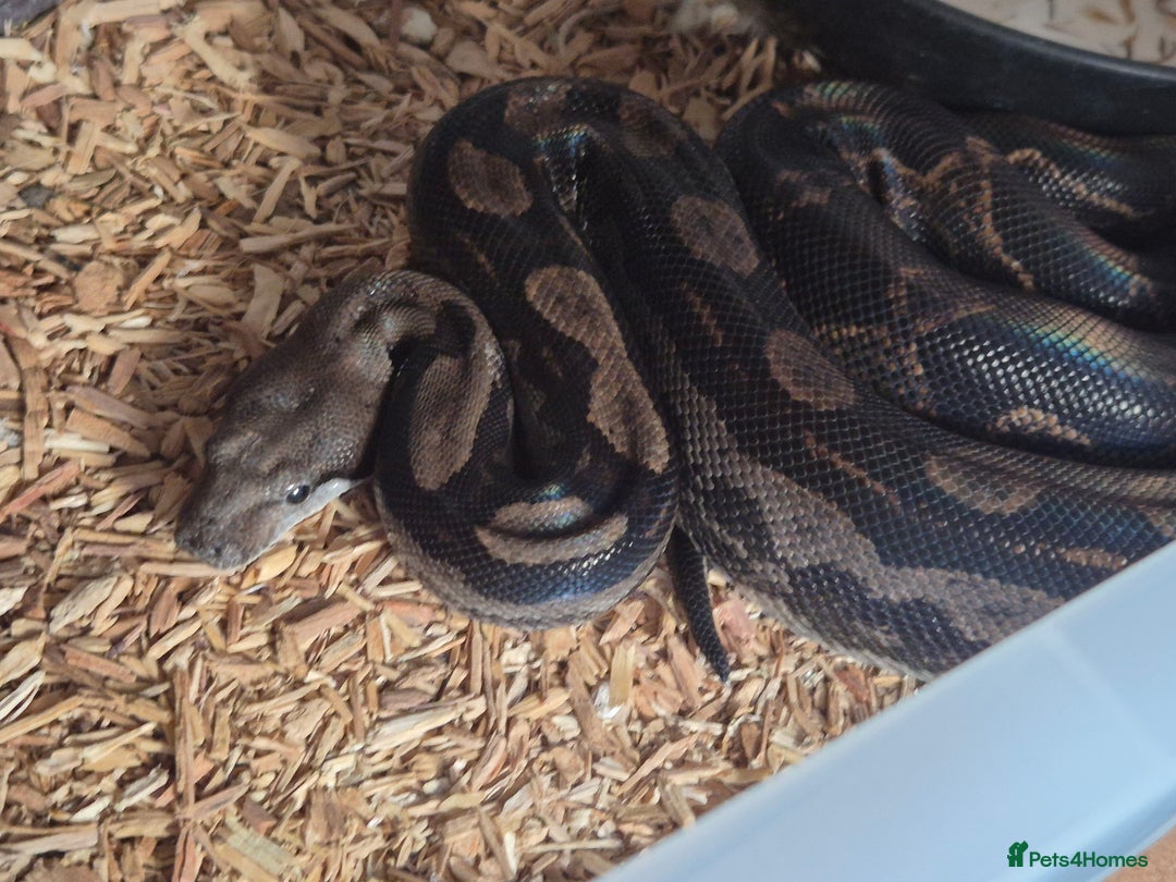 Boa Snake reptiles for sale: Boa for sale - Image 6