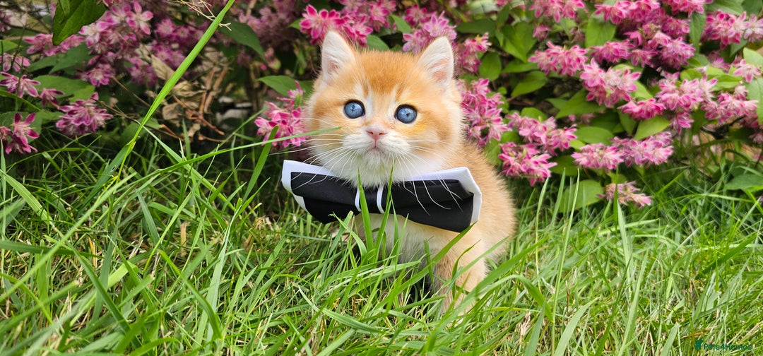 Scottish Fold cats for sale: READY NOW - TICA - SCOTTISH STRAIGHT BOY, NY12. - Image 19