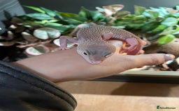 Leopard Gecko reptiles for sale: Blazing blizzard leopard gecko and viv  - Image 4