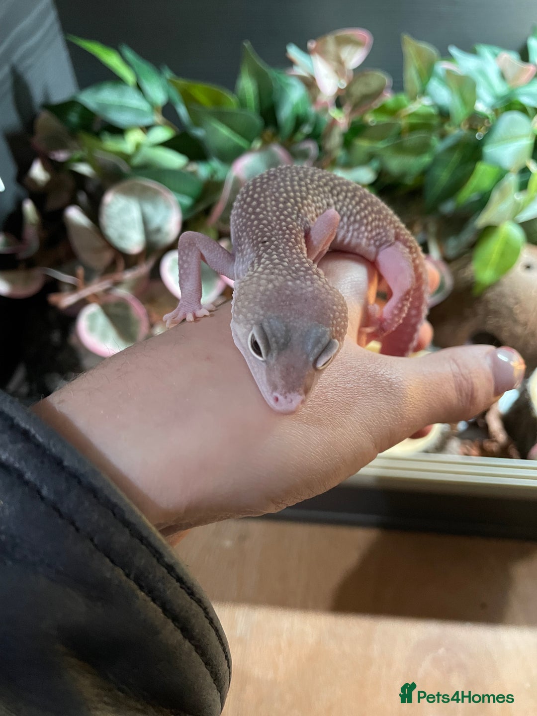 Leopard Gecko reptiles for sale: Blazing blizzard leopard gecko and viv  - Image 4