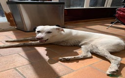 Mixed Breed dogs for sale: Young female Labrador cross for adoption  - Image 5