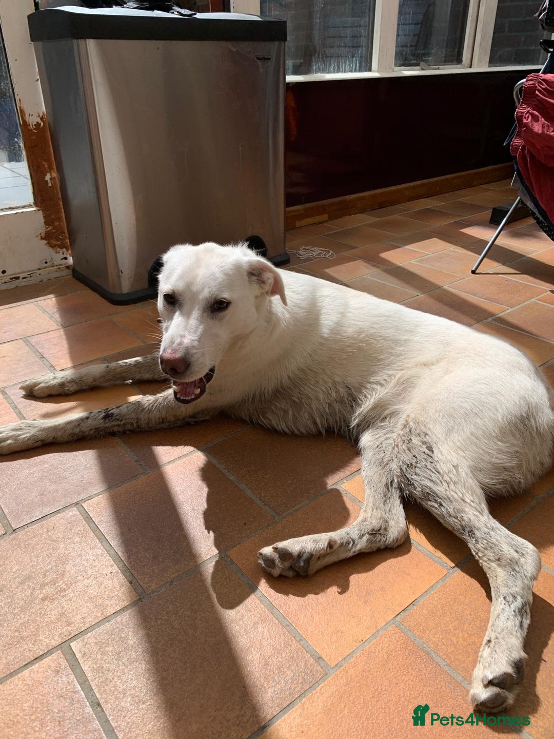 Mixed Breed dogs for sale: Young female Labrador cross for adoption  - Image 5