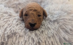 Toy Poodle dogs for sale: 3 Beautiful Boys  - Image 4