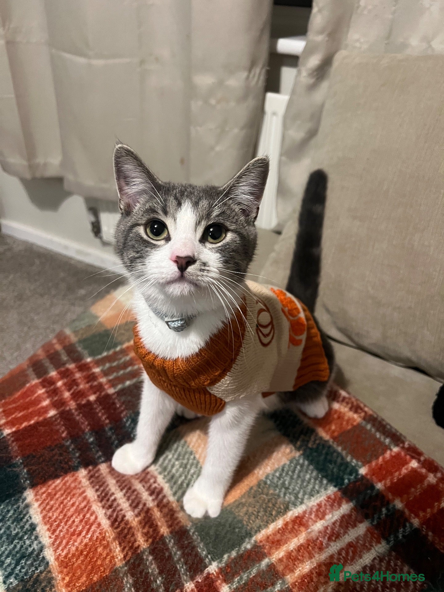 Mixed Breed cats for sale: Grey and white tabby kitten  - Advert 6