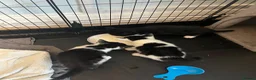 Mixed Breed cats for sale: 5 adorable kittens  - Advert 5