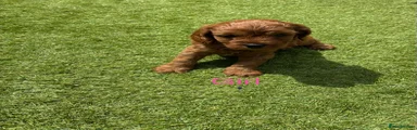 Cavapoo 2