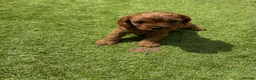 Cavapoo dogs for sale: Cavapoo puppies - Advert 2
