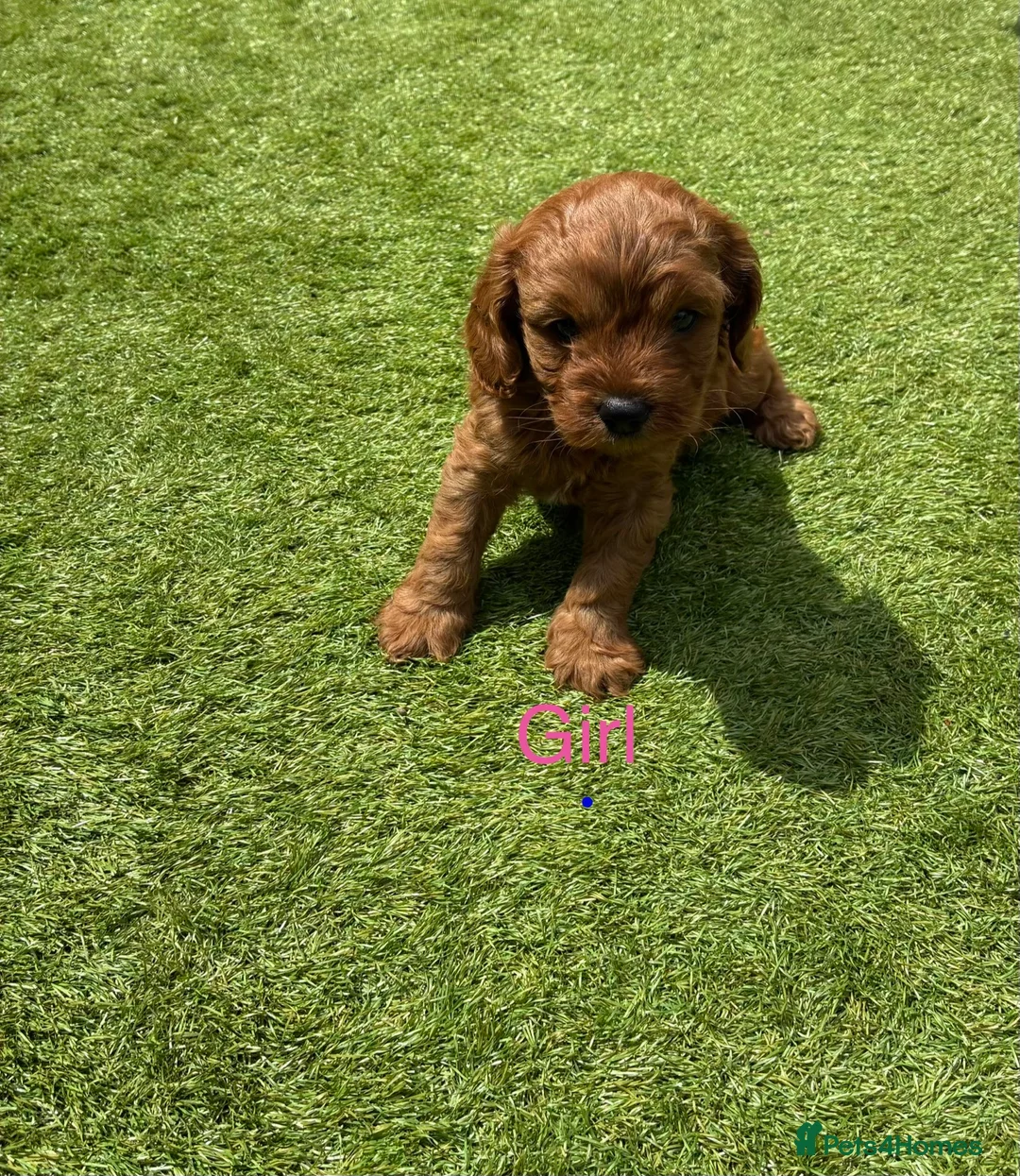 Cavapoo dogs for sale: Cavapoo puppies - Advert 2