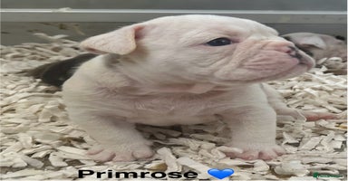 English Bulldog dogs - Advert 4