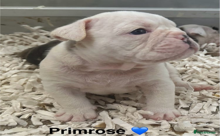 English Bulldog dogs - Advert 5