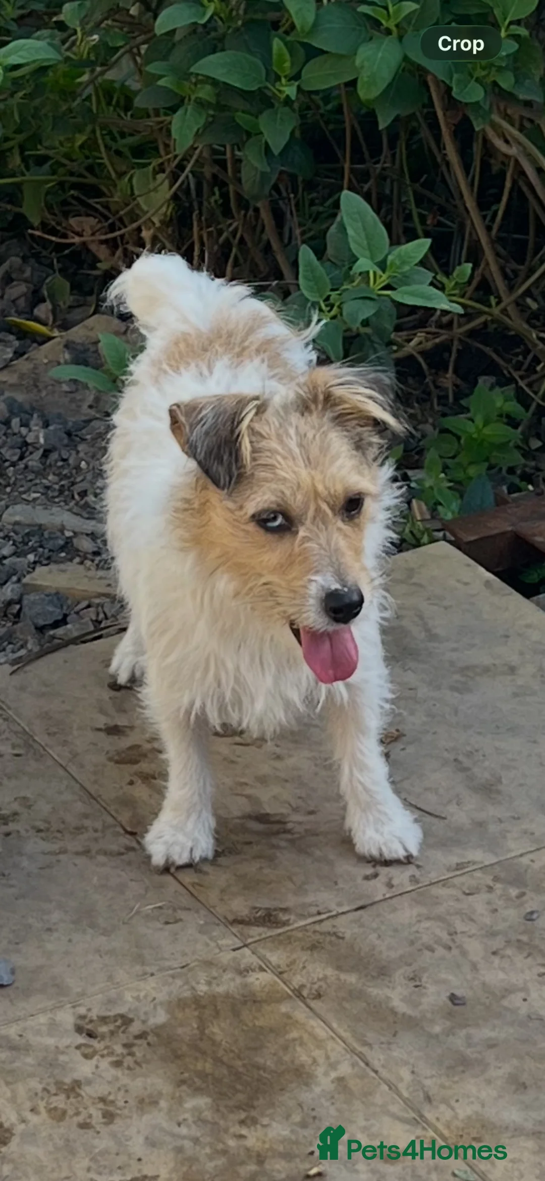 Jack Russell dogs for sale: Jack Russell bitch for sale  - Advert 2