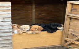 Labradoodle dogs for sale: F1B Labradoodles: just 1 available! in Uxbridge - Image 17