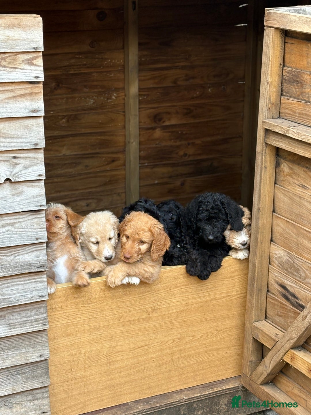 Labradoodle dogs for sale: F1B Labradoodles: just 1 available! in Uxbridge - Image 17