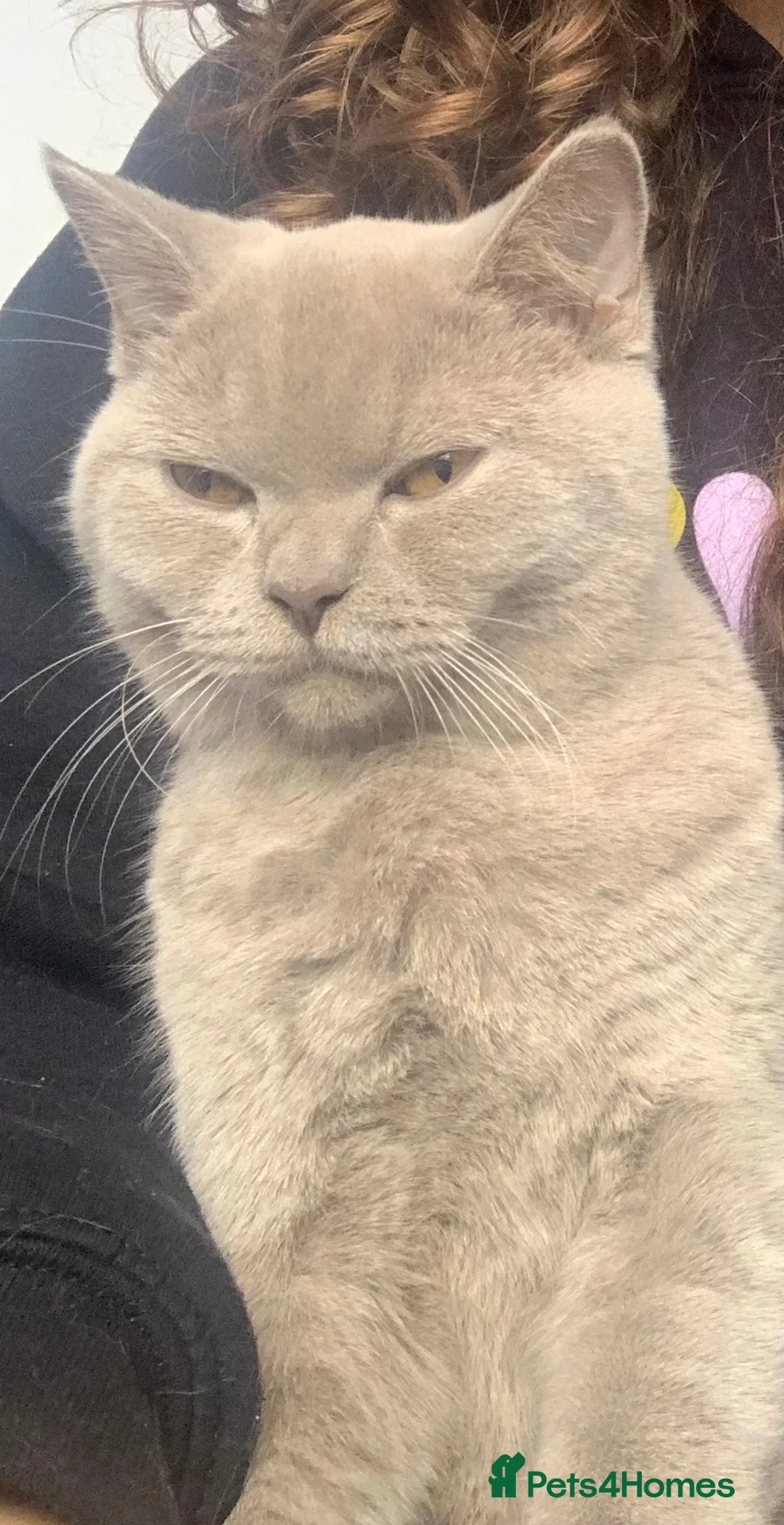 British Shorthair cats for sale: 3 year old bsh for sale - Advert 3