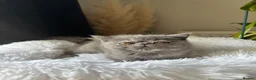 Exotic cats for sale: GCCF Registered blue cream exotic female   - Advert 7