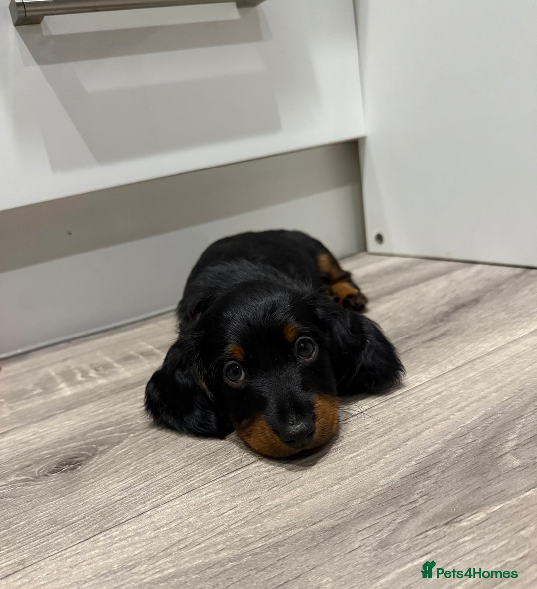 Miniature Dachshund dogs for sale: Mini dachshunds  - Image 10
