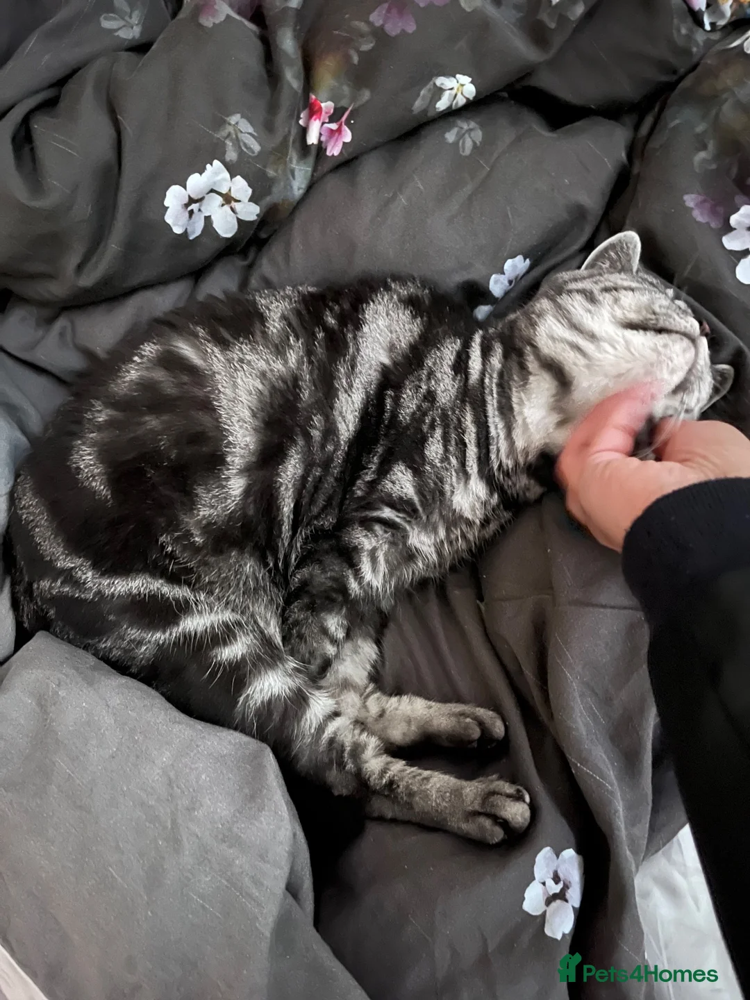 British Shorthair cats for sale: Silver tabby adult female  - Advert 2