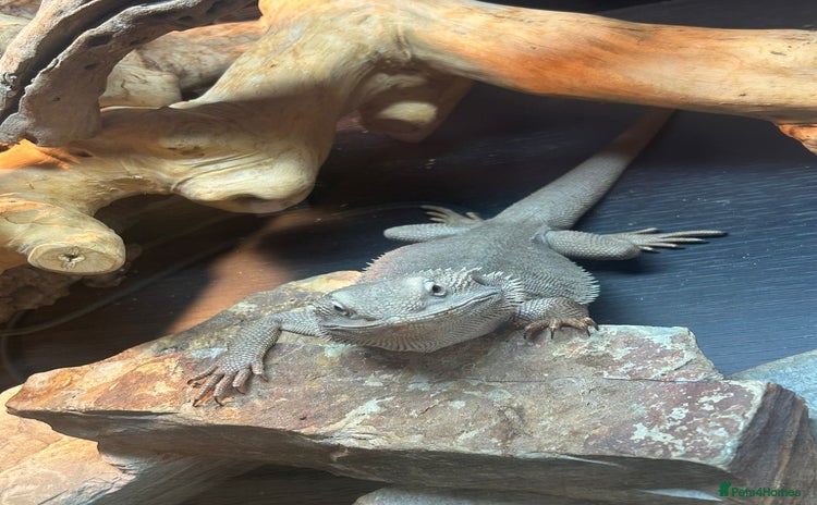 Bearded Dragon reptiles - Advert 1