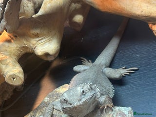 Bearded Dragon reptiles - Advert 1