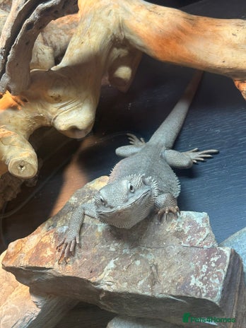 Bearded Dragon reptiles - Advert 1