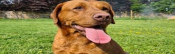 Labrador Retriever dogs for stud: Our Handsome FULLY HEALTH Tested Fox Red Stud Dog in Bristol - Advert 2