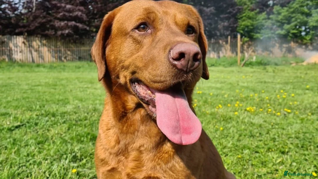 Labrador Retriever dogs for stud: Our Handsome FULLY HEALTH Tested Fox Red Stud Dog in Bristol - Advert 2