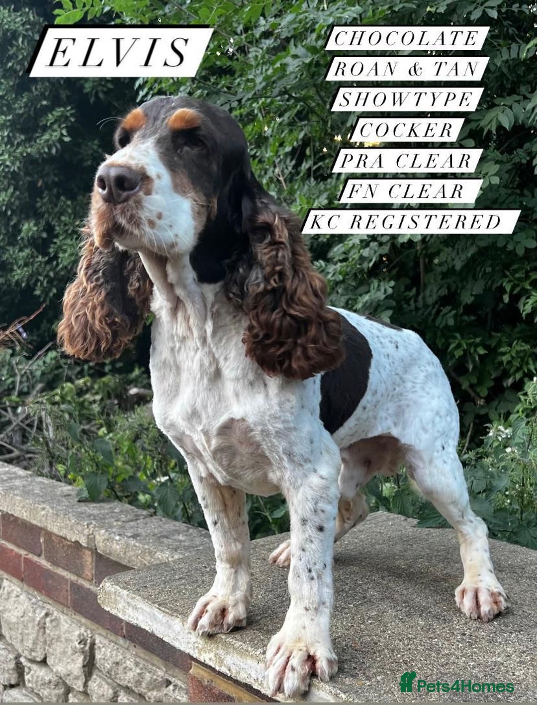 Cocker Spaniel dogs for sale: Beautiful Cocker Spaniel Puppies For Sale  - Image 8