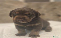 Labrador Retriever dogs for sale: Gorgeous Labrador Puppies – Ready December! - Image 11