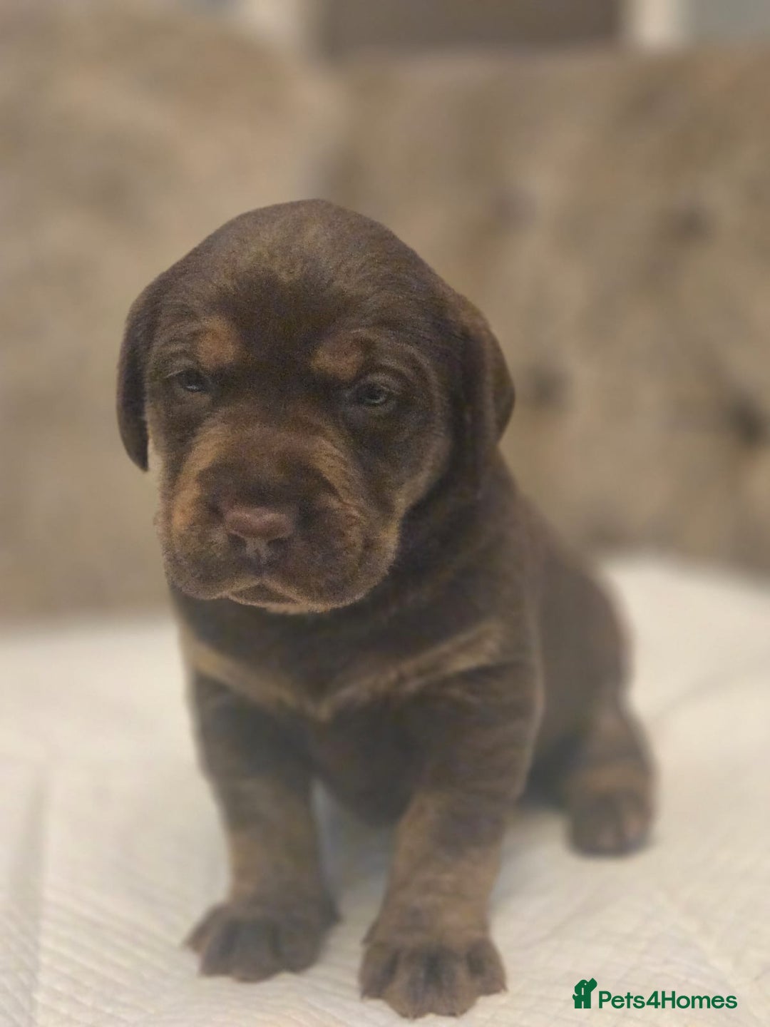 Labrador Retriever dogs for sale: Gorgeous Labrador Puppies – Ready December! - Image 11