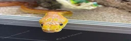 Corn Snake reptiles for sale: Beautiful 3 year old female corn snale - Advert 1