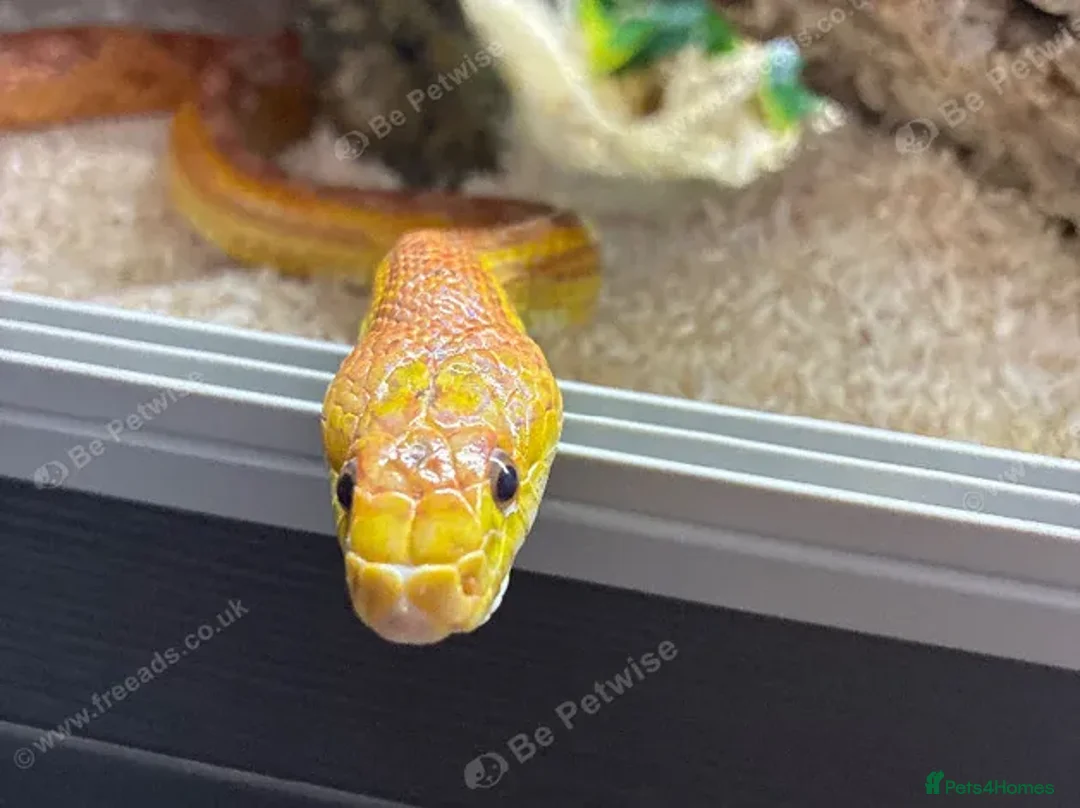 Corn Snake reptiles for sale: Beautiful 3 year old female corn snale - Advert 1