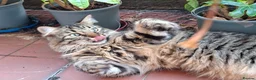 Mixed Breed cats for sale: Beautiful & friendly Ragdoll/Maine Coon siblings - Advert 6