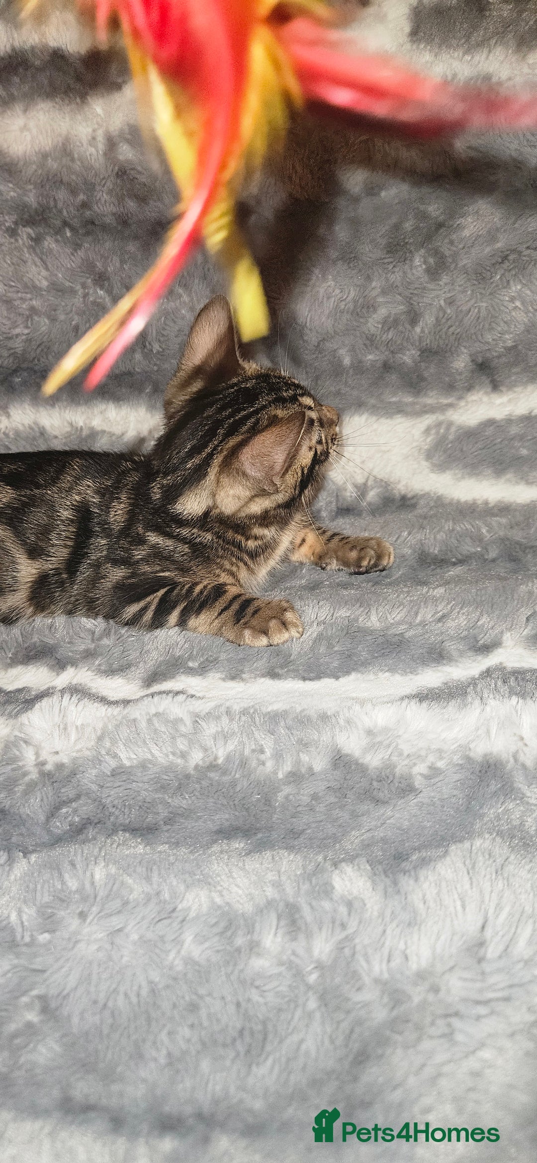 Bengal cats for sale: SHOW QUALITY BABIES  in Andover - Image 4